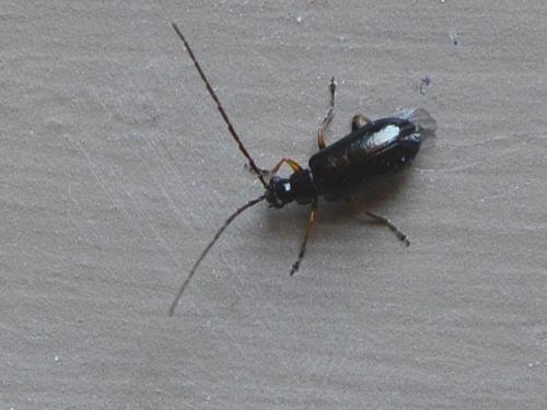 Réf. 322 906 : Luperus sp.